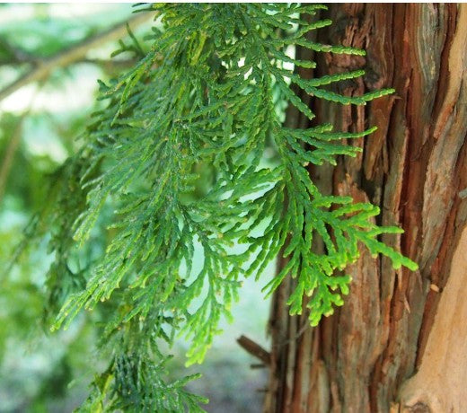 Hinoki Cypress Floral Water (120 ml / 4oz )