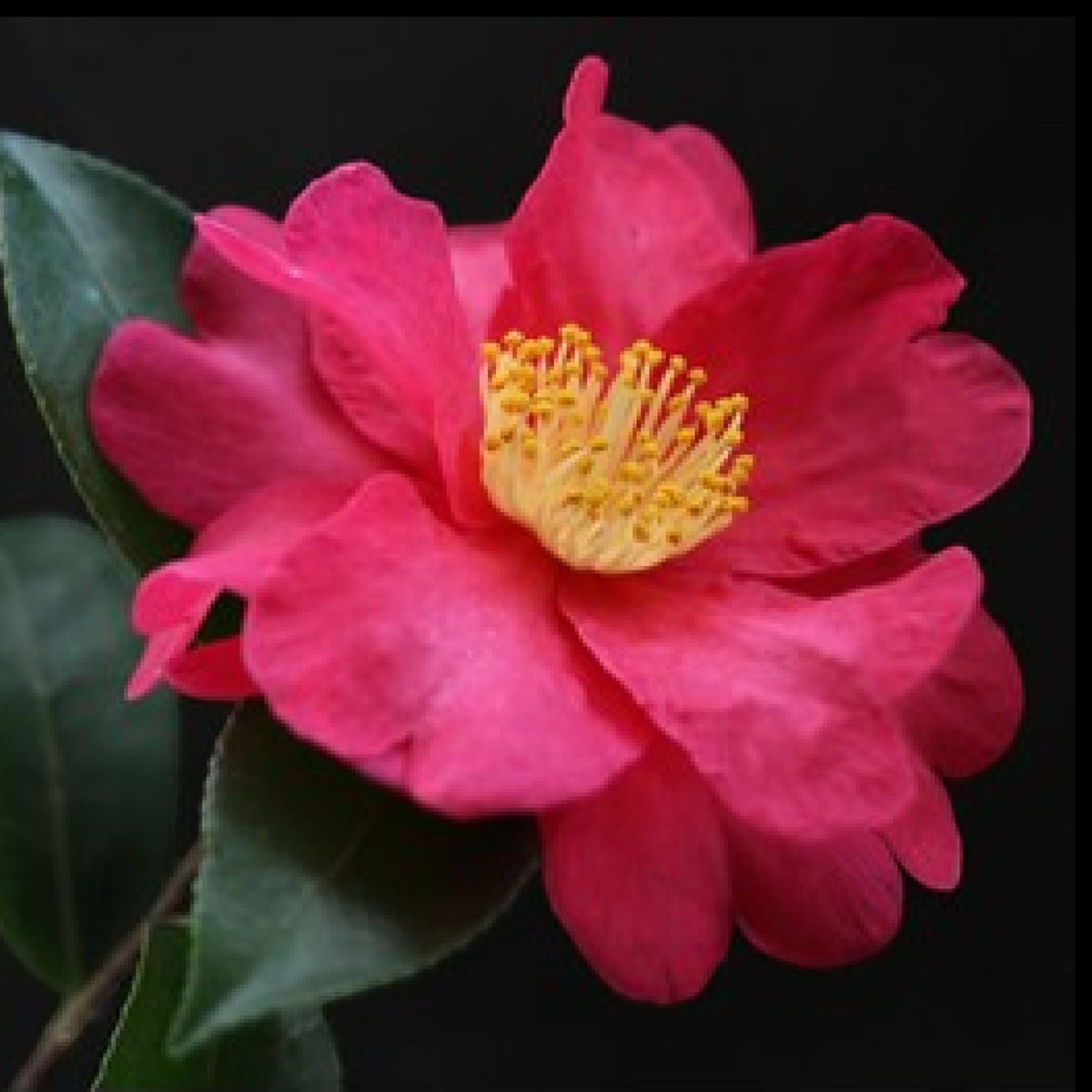 Organic Tsubaki Camellia Seed Oil (100 ml)